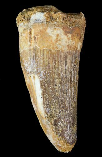 Cretaceous Fossil Crocodile (Elosuchus) Tooth - Morocco #49088